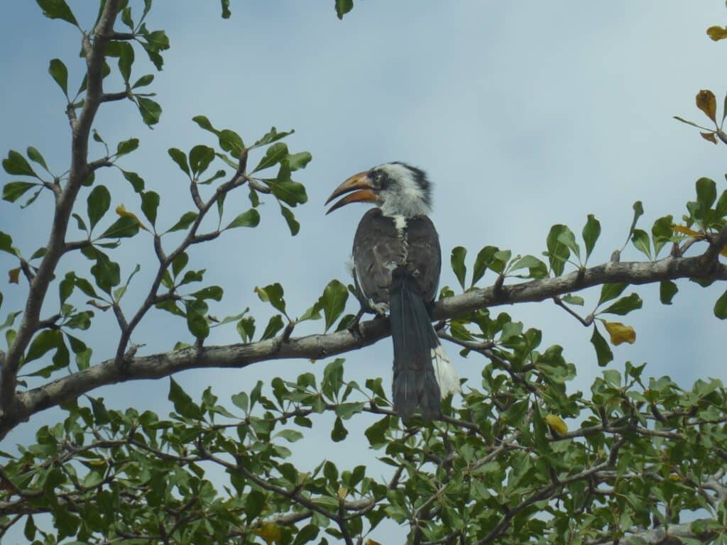 Pale Billed Hornbill