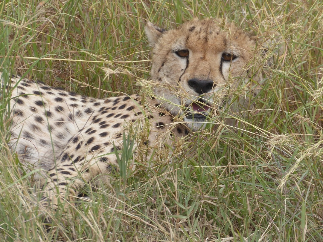 Cheetah Tanzania Africa