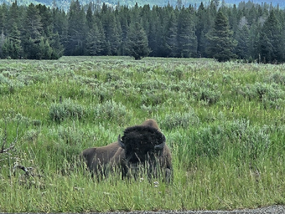 Bison seen on a day trip through Yellowstone
