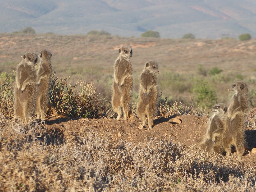 Meerkats - Little Karoo Oudtshoorn