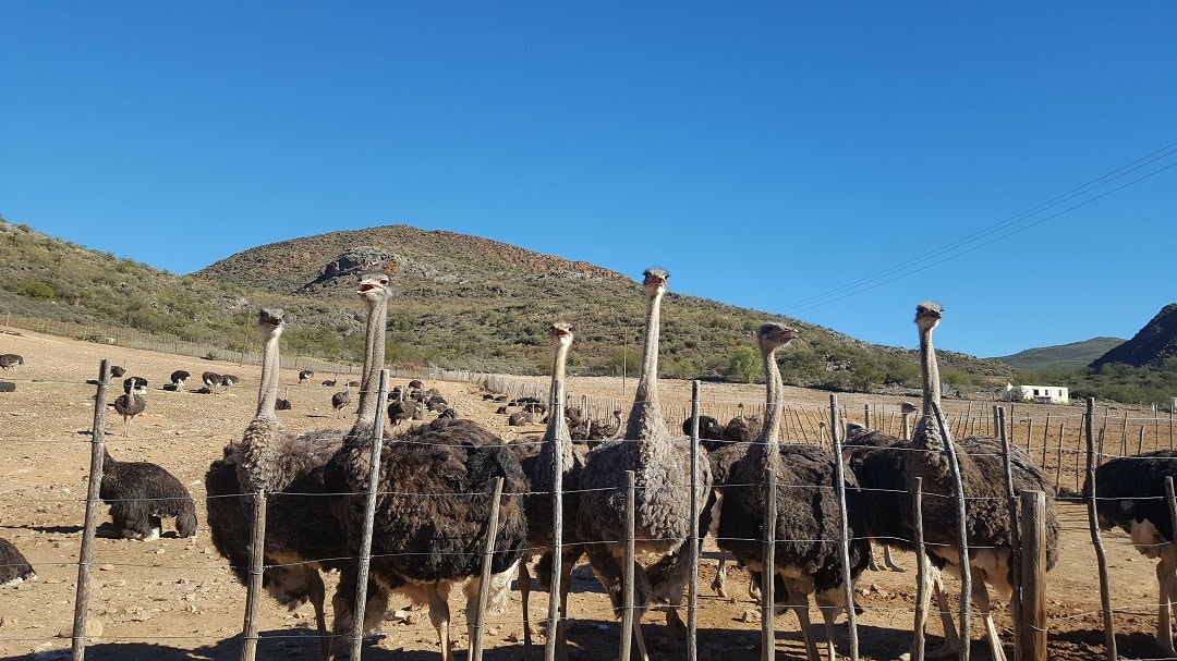 Ostriches, Oudtshoorn