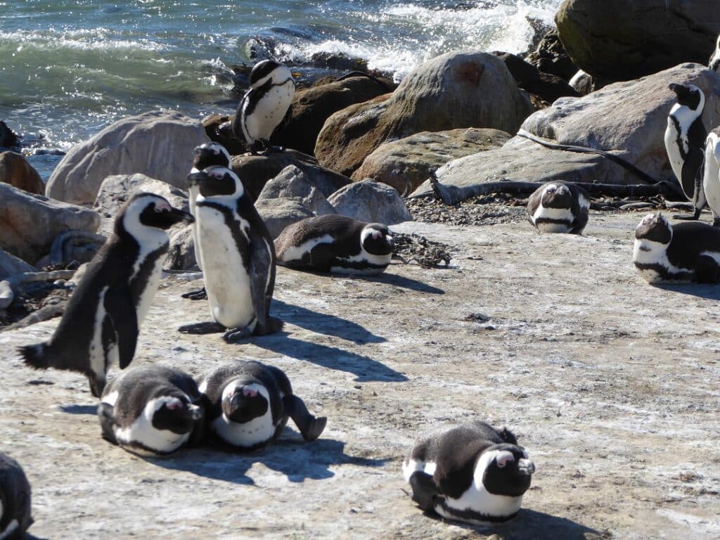 African Penguins