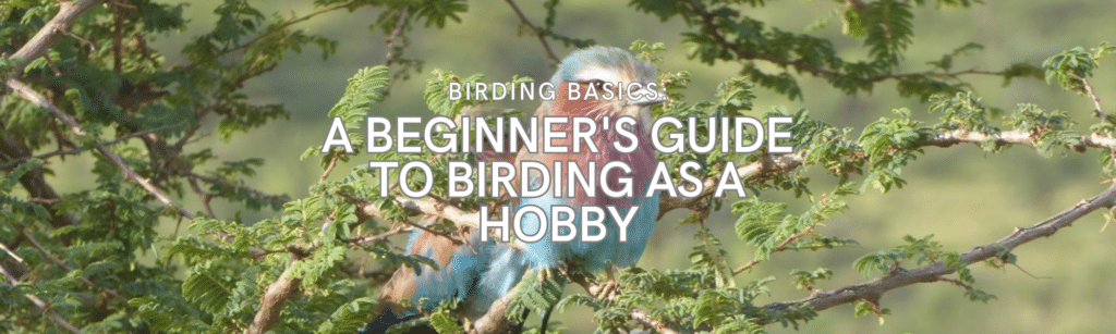 Beginners Guide to Birding As A Hobby