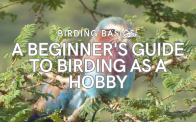 Birding Basics: A Beginner’s Guide to Birding As A Hobby