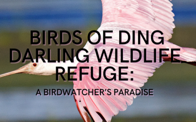 Birds of Ding Darling Wildlife Refuge: A Birdwatcher’s Paradise