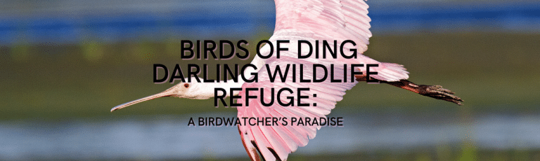 Birds of Ding Darling Wildlife Refuge: A Birdwatcher’s Paradise