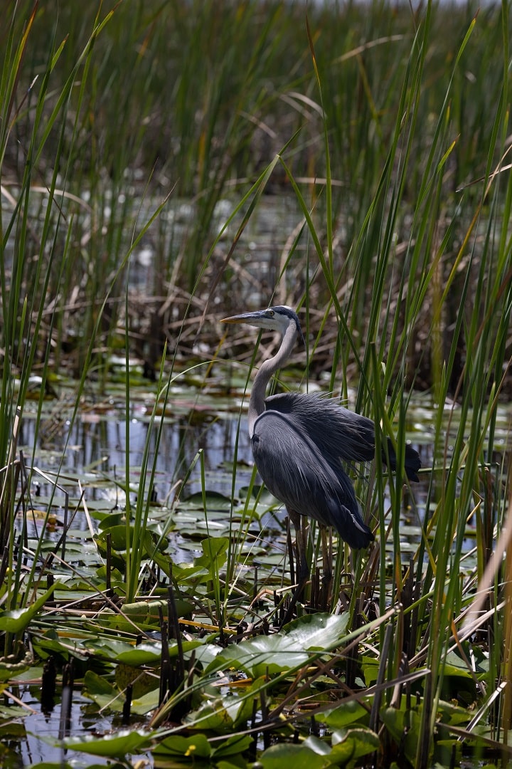 Great Blue Heron DS 1