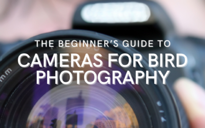 The Beginner’s Guide to Cameras for Bird Photography