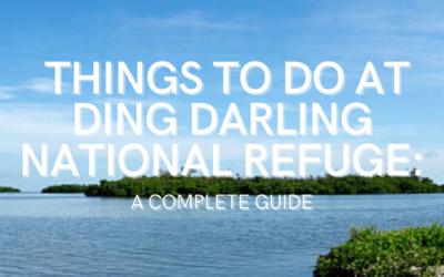 Things to Do at Ding Darling Wildlife Refuge: A Complete Guide