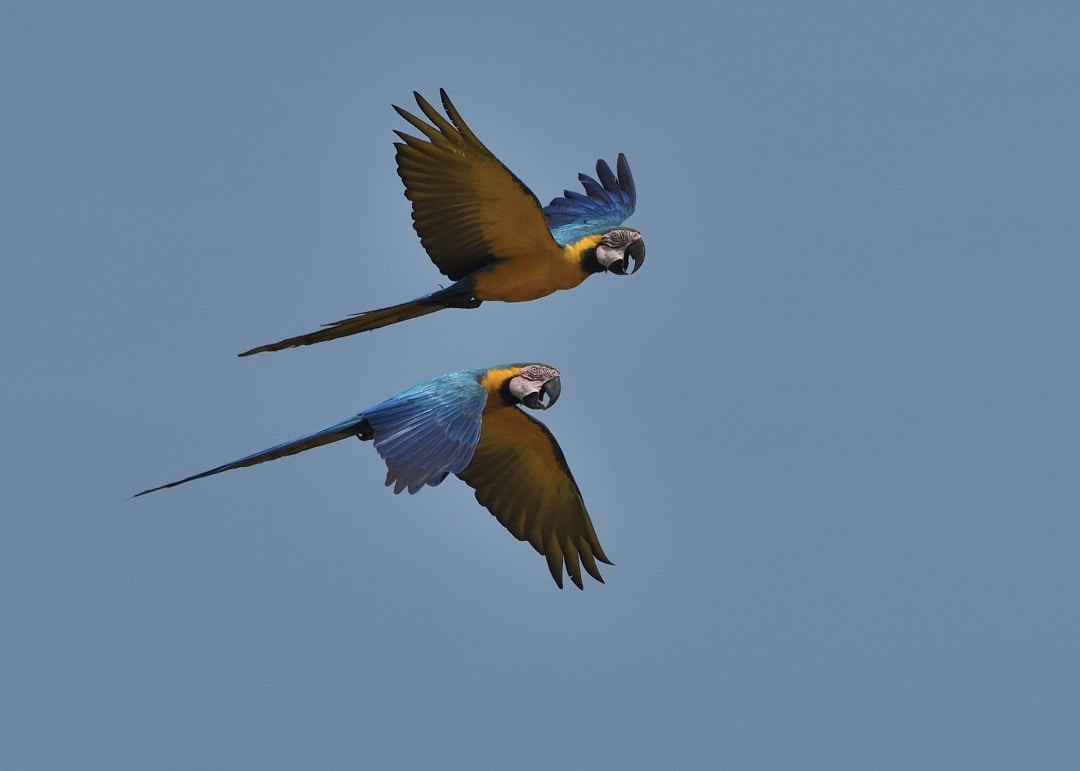 Blue-and-yellow macaws by Carl Safina for Rainforest Expeditions