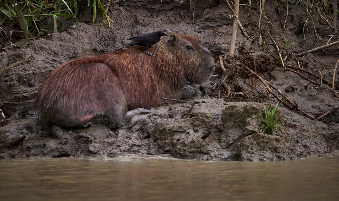 Capybaras by Paul Bertner for Rainforest