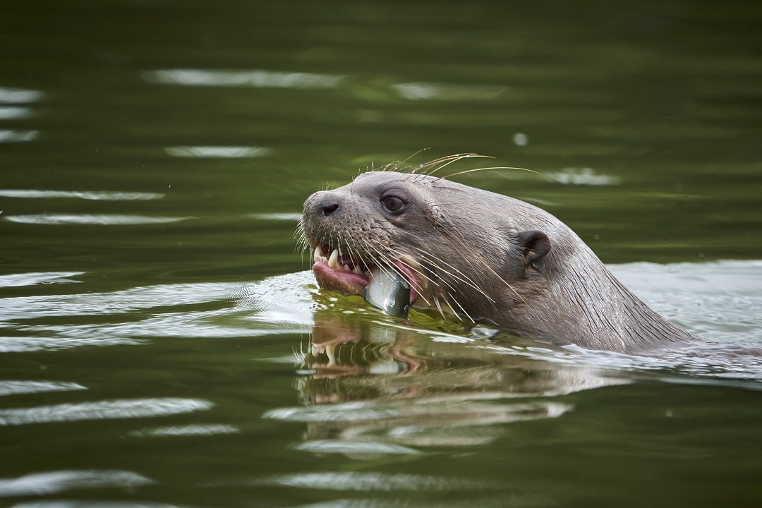 Giant River Otter by Paul Bertner for Rainforest Expeditions