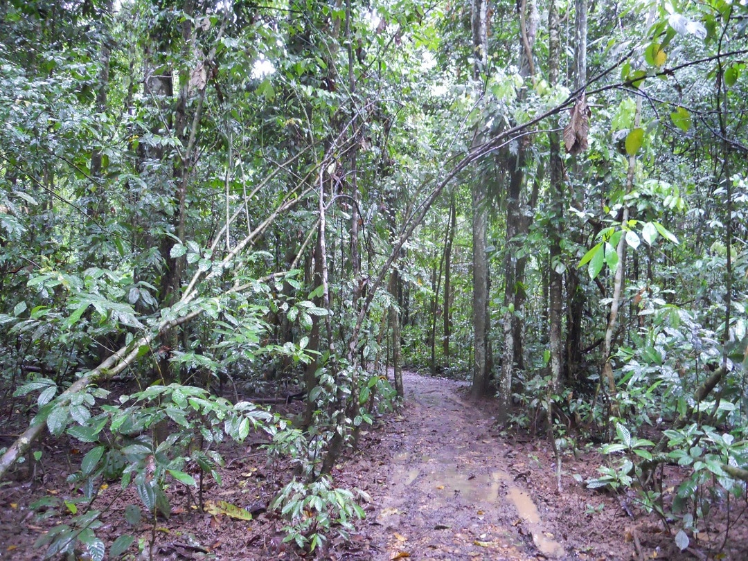 Jungle trail