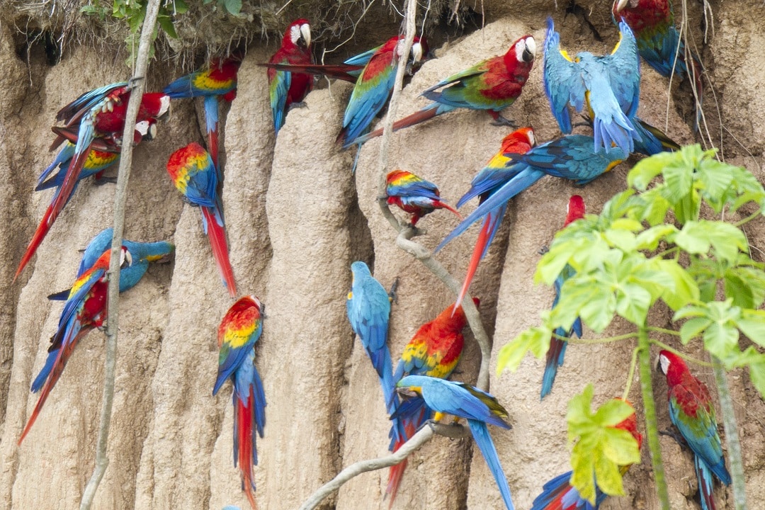 Mealy Parrots by Jeff Cremer for Rainforest Expeditions