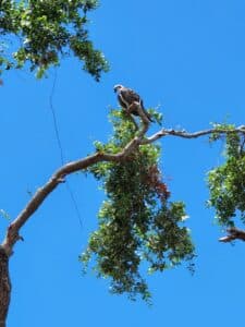 Osprey during Cabbage Key Day Trip