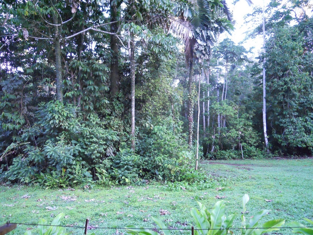 Canopy Tower - Refugio Amazonas