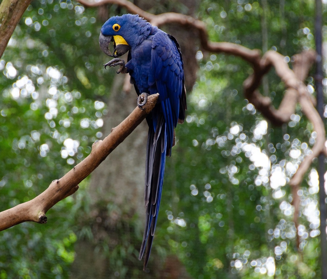 Macaw @ Iguazu