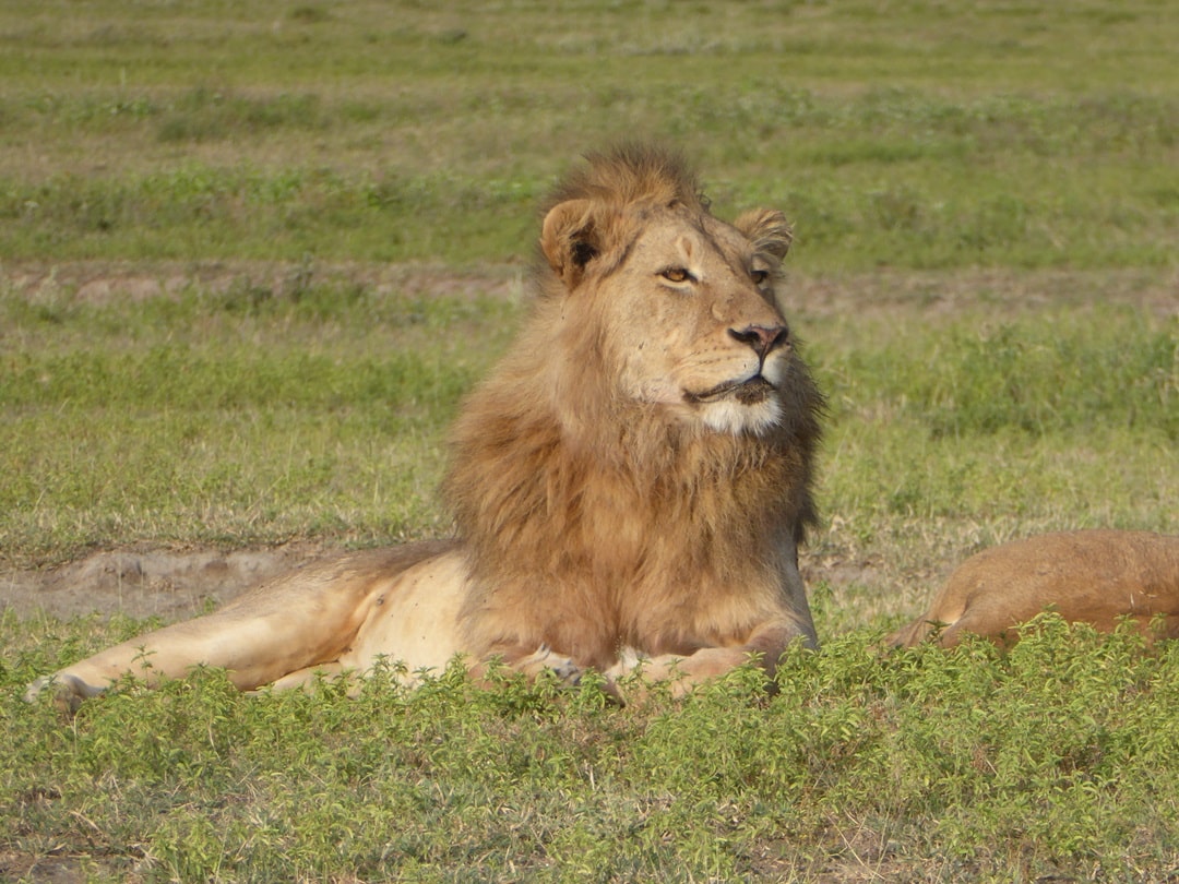 African Lion Ngorongoro