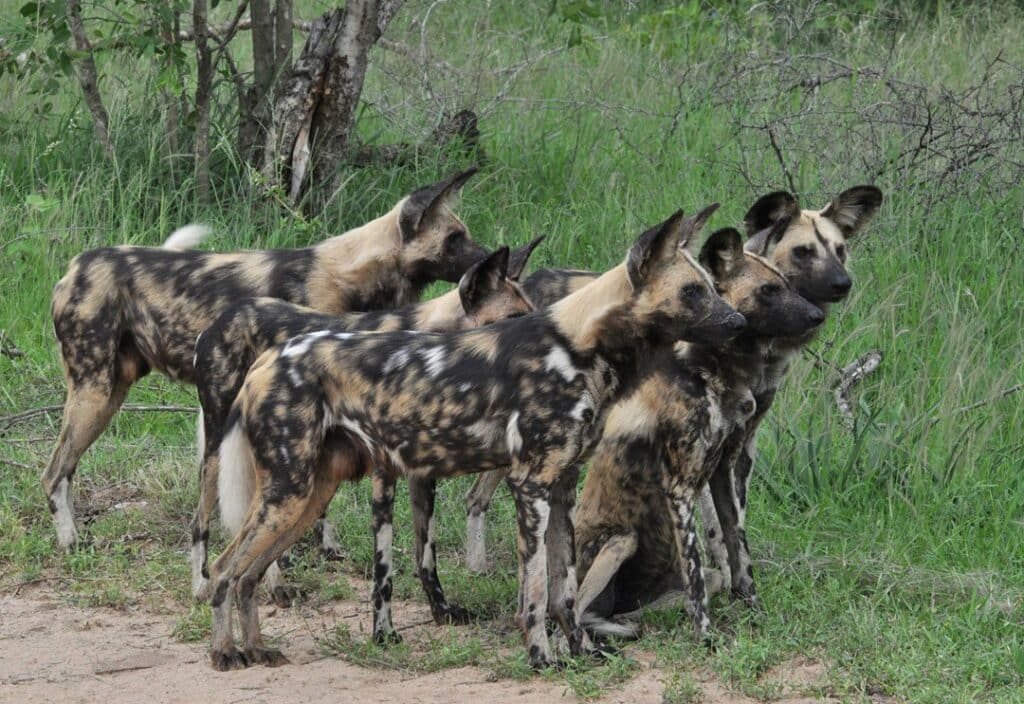 African Wild Dogs