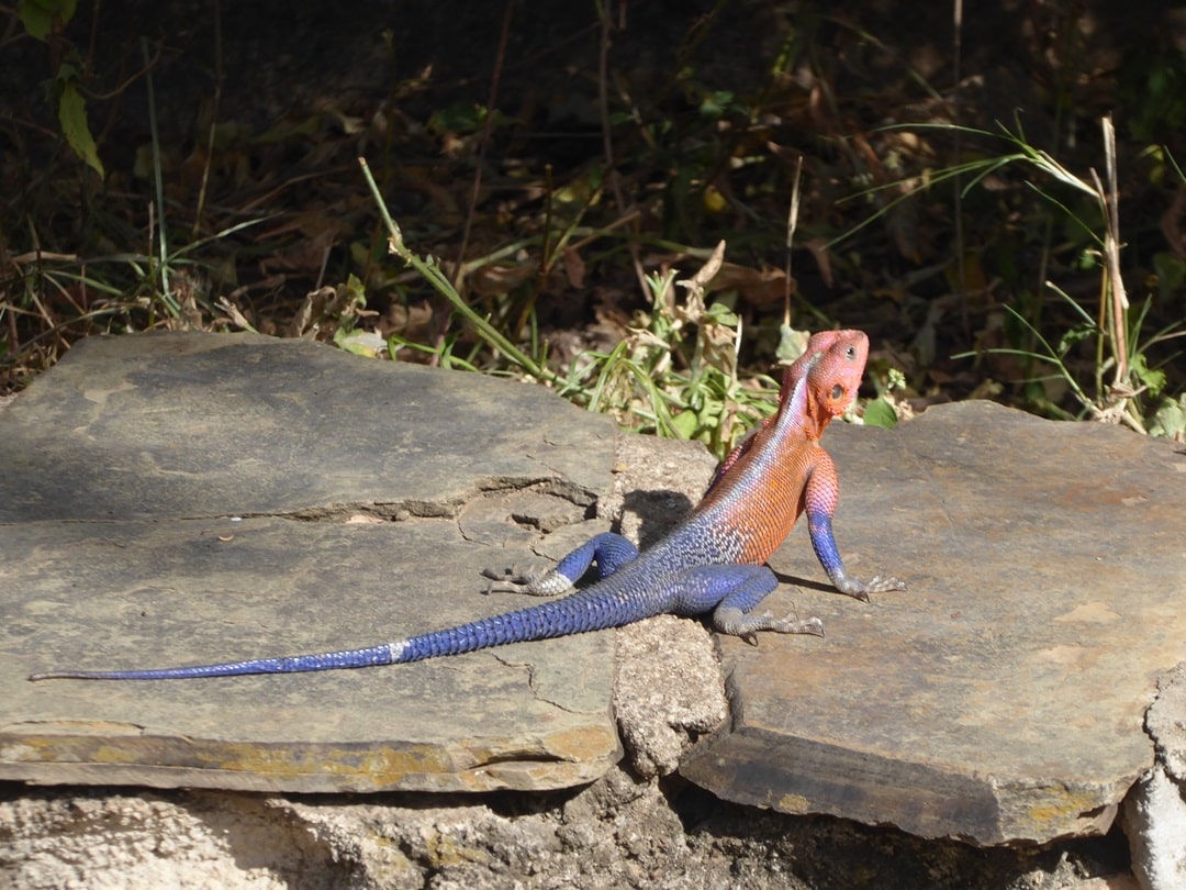 Agama mwanzae (lizard)