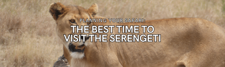 Planning Your Safari: The Best Time to Visit the Serengeti