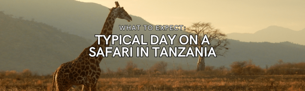 Typical Day on a Safari in Tanzania