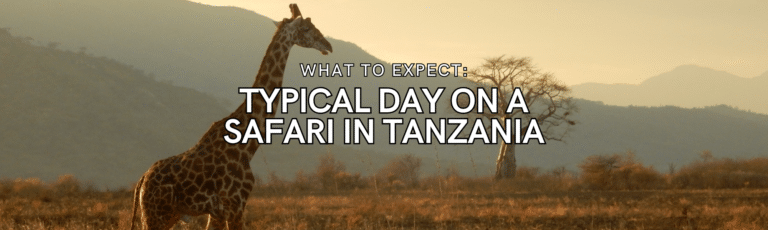 Typical Day On A Safari in Tanzania: What to Expect
