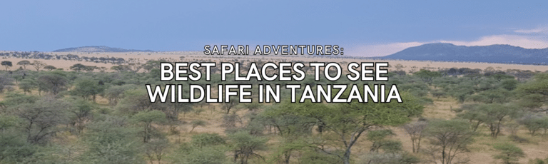 Safari Adventures: Best Places to See Wildlife in Tanzania