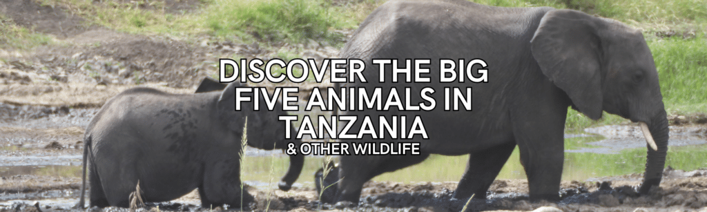 Big Five Animals in Tanzania