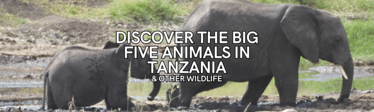 Discover the Big Five Animals in Tanzania & Other Wildlife