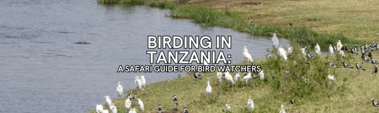 Birding in Tanzania: A Safari Guide for Birdwatchers