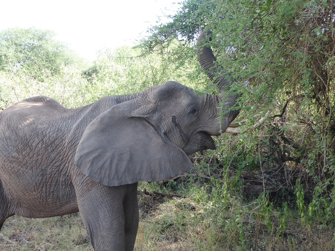 Elephant at Lake Manyara NP