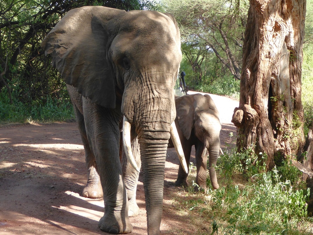 Elephants - Big Five Animals in Tanzania