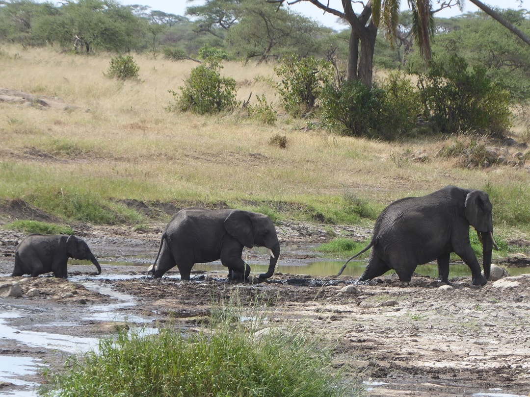 Elephants in Serengeti Plains