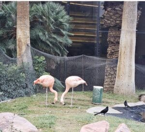 Flamingos Exhibit - Las Vegas