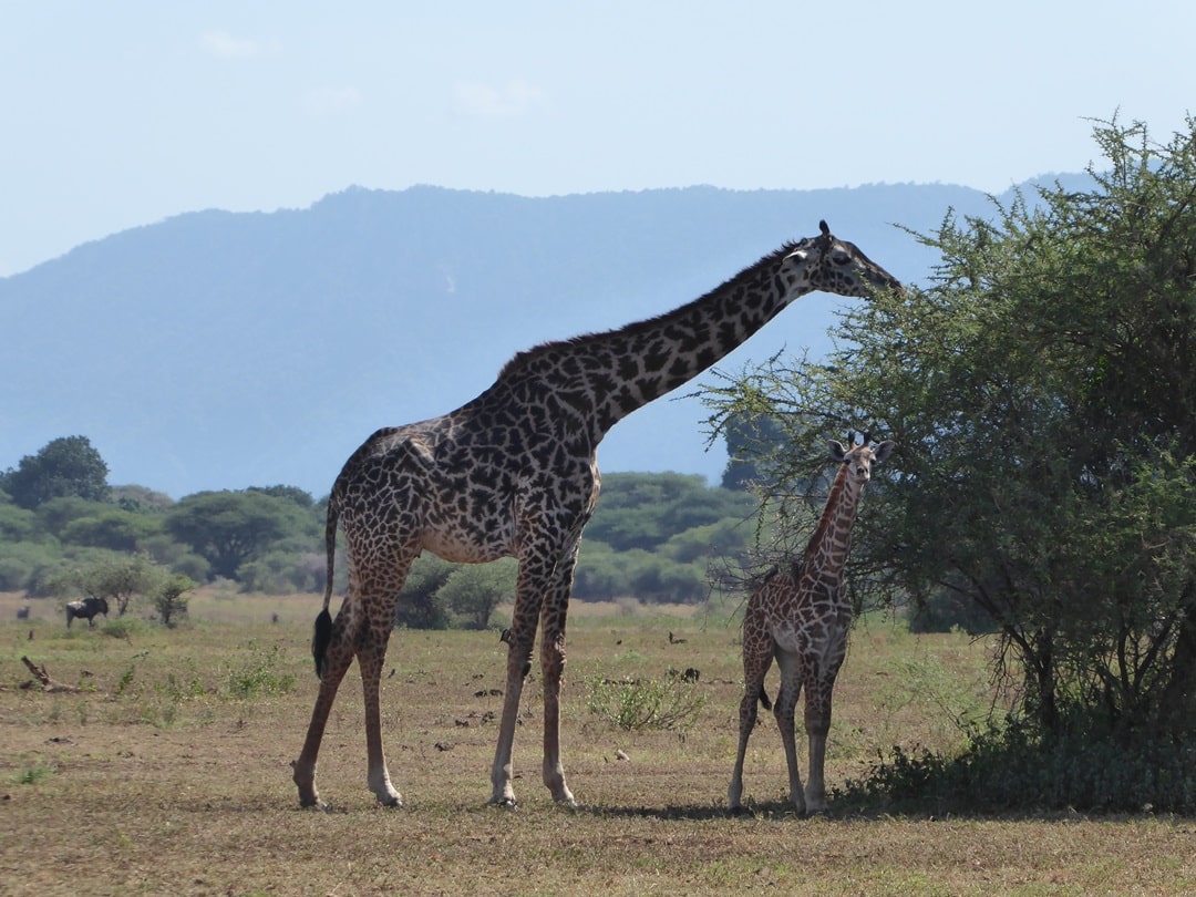 Giraffes in Lake Maynara National Park