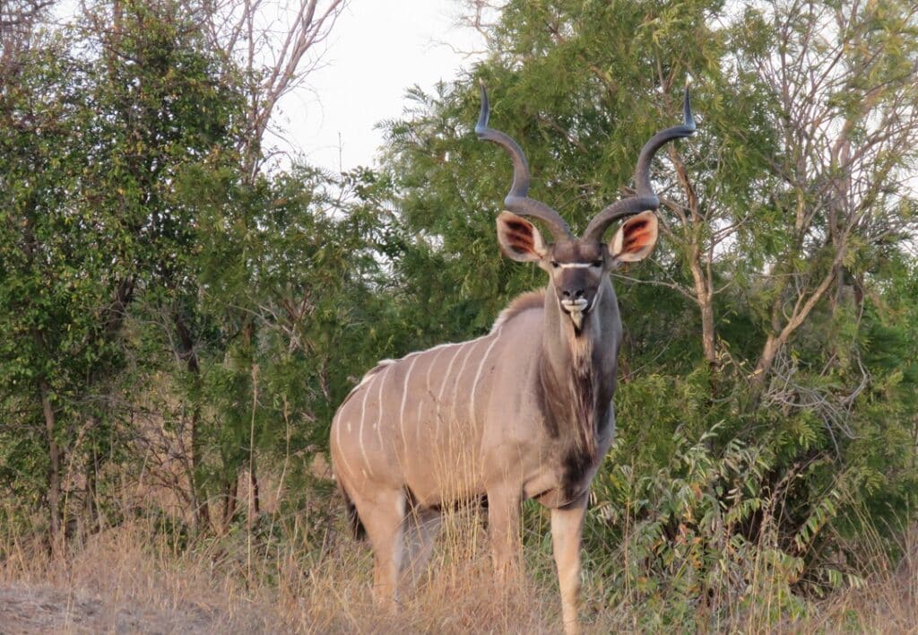 Greater Kudu