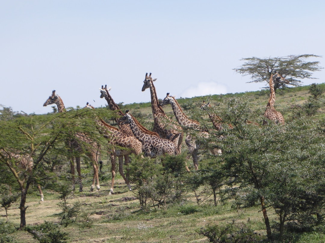 Herd of Giraffes