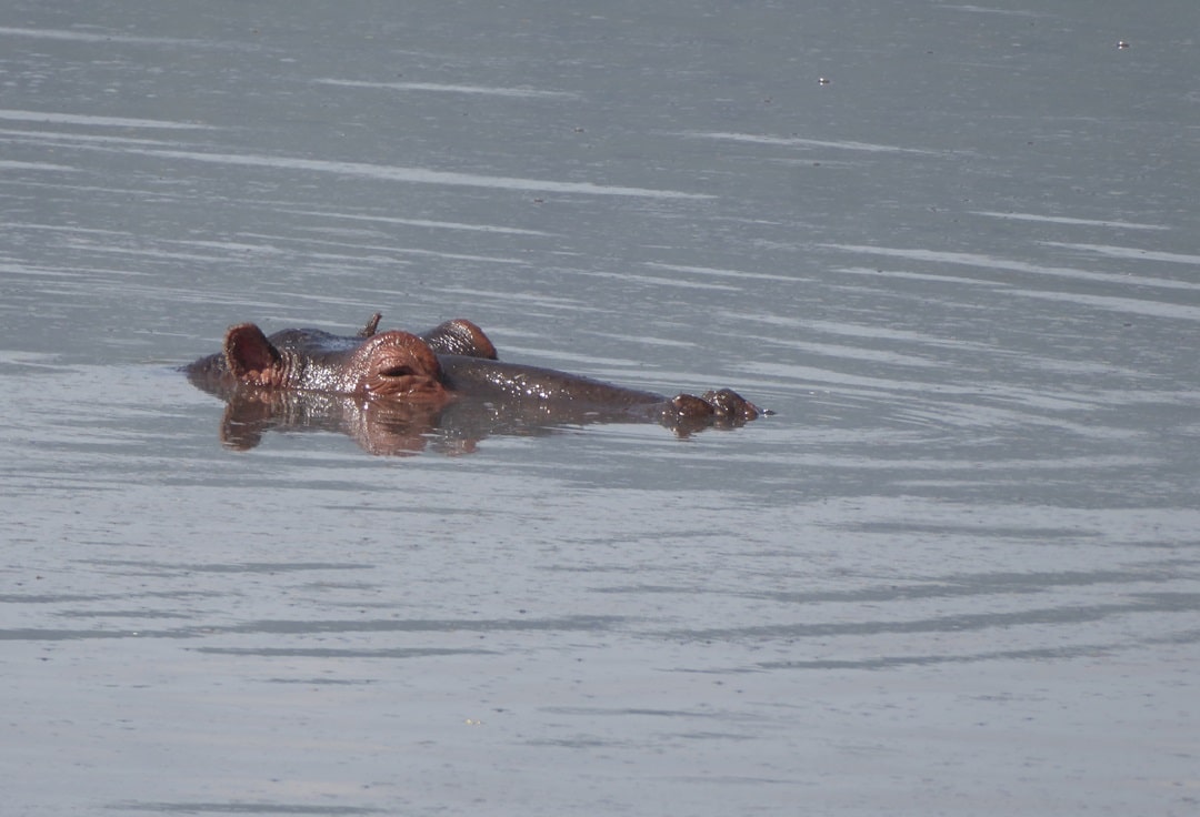 Hippo in Tanzania