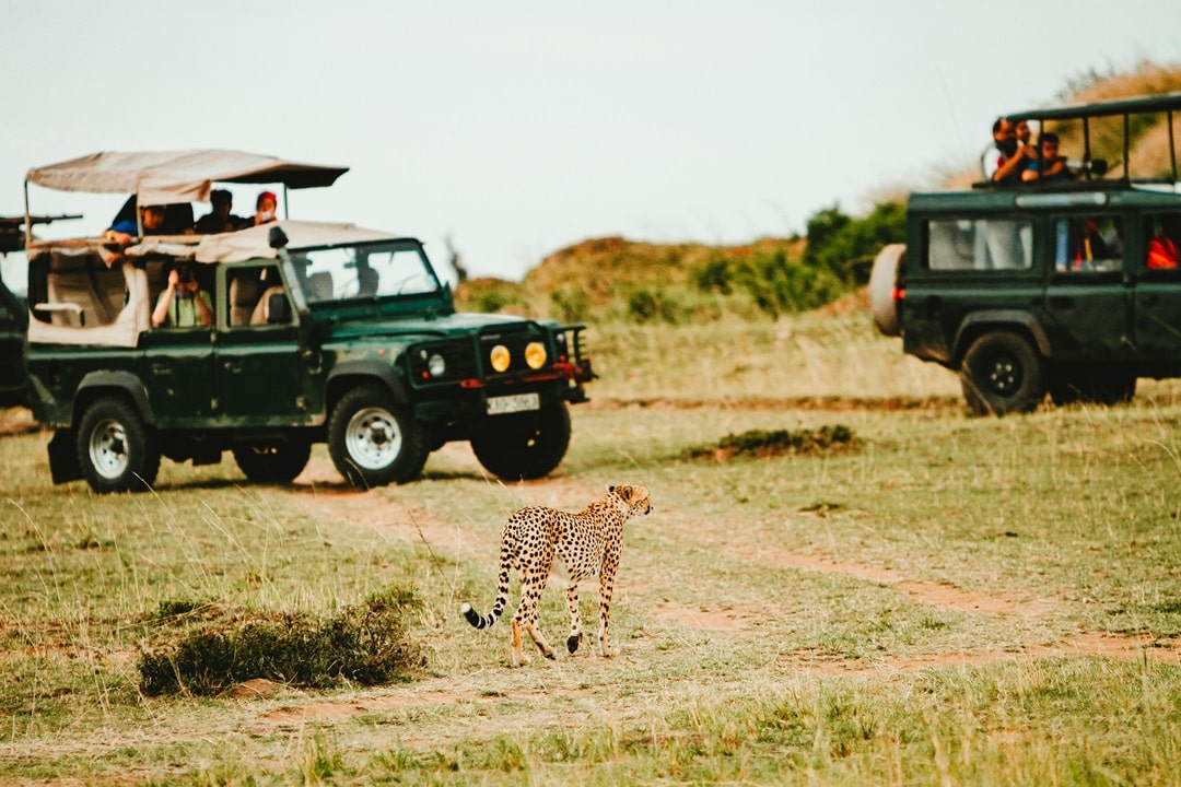 Jeep in Tanzania with Cheetah