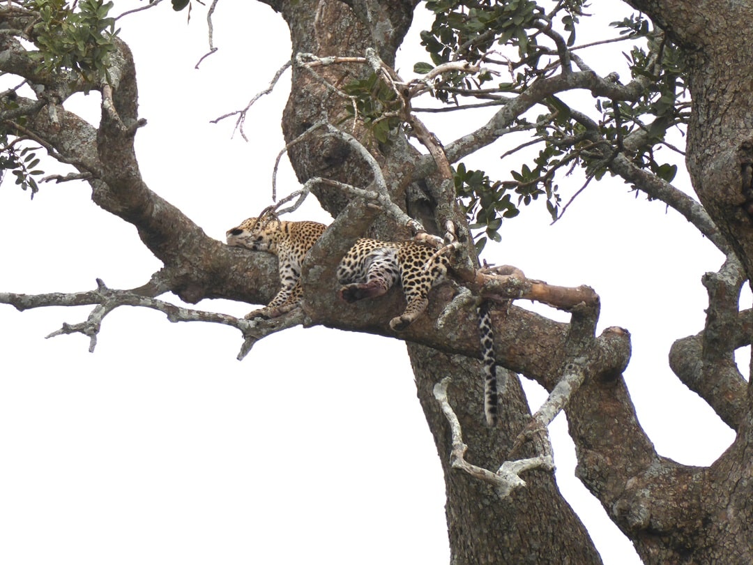 Leopard in Tree - Seregenti