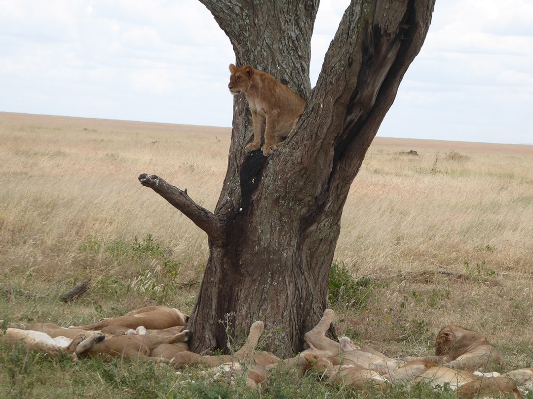 Lion Pride in Serengeti