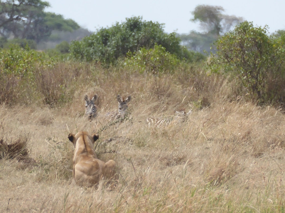 Lion watching zebras in Serengeti; one of the best places to see wildlife in Tanzania