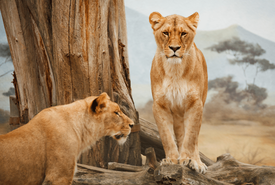 Lionesses on safari