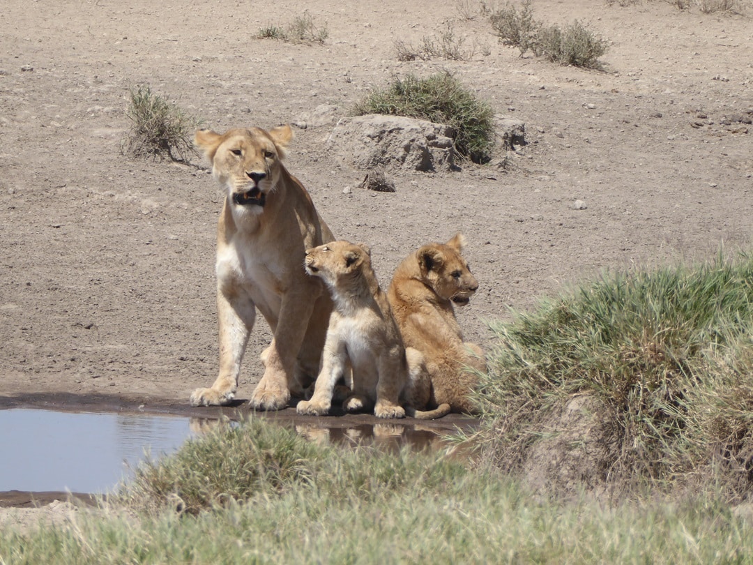 Lions at Waterhole