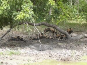 Where To See Wild Dogs In Tanzania And Everything About Them