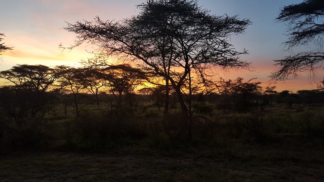 Serengeti at night
