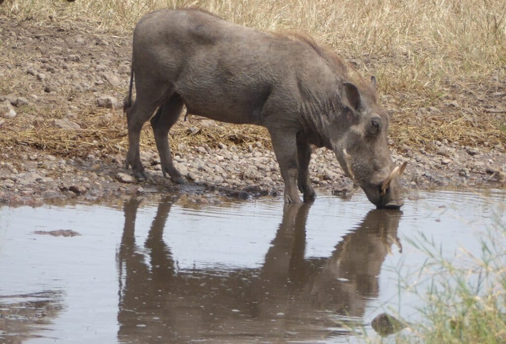 Warthog