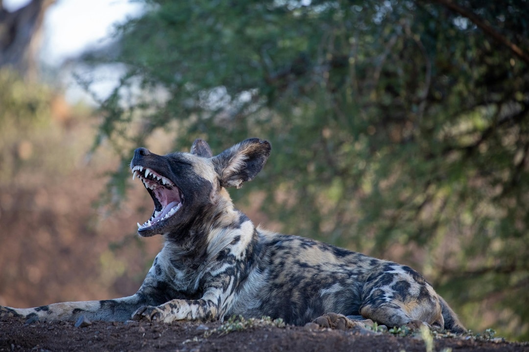 Wild Dogs Bearing Teeth