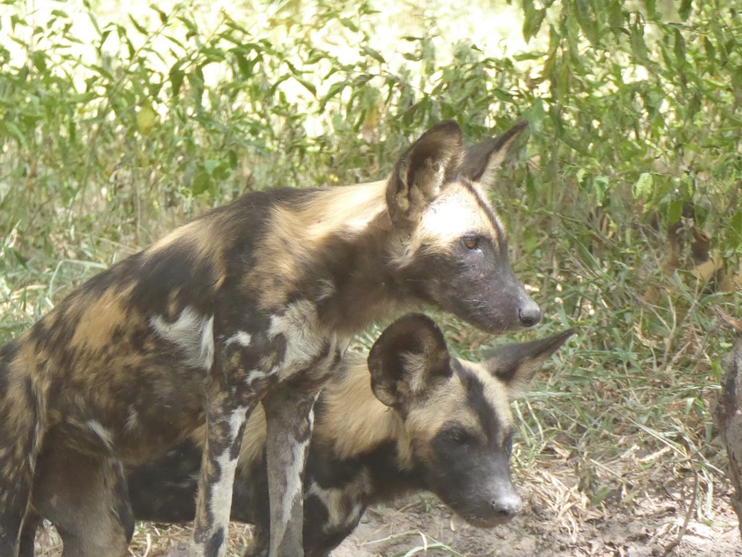 Wild Dogs in Selous, Tanzania